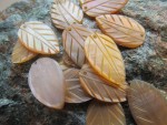 PINCTADA MAXIMA FEUILLE OVALE